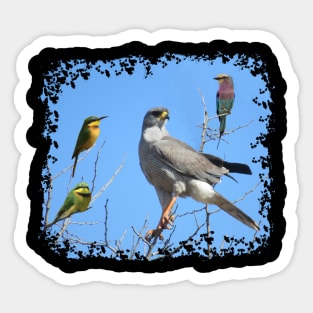 Birds in Africa Sticker